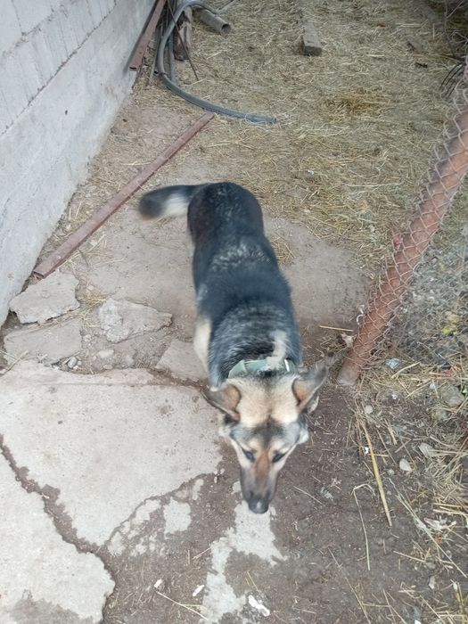 Европейская авчярка