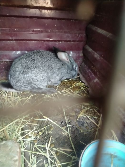 Продам Крылов кролики