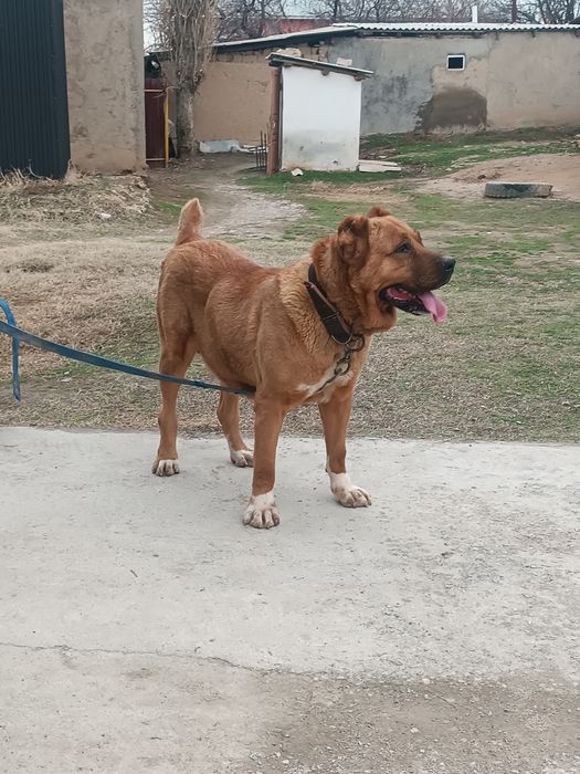 Ургашы сатылады жуас