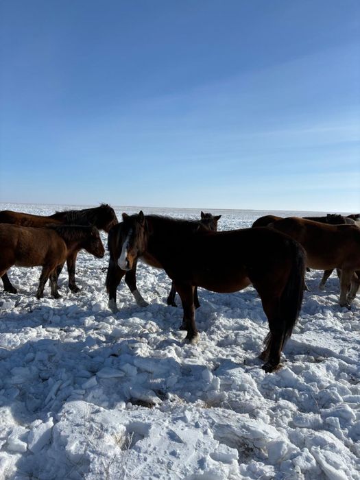 Продам . Жеребца.