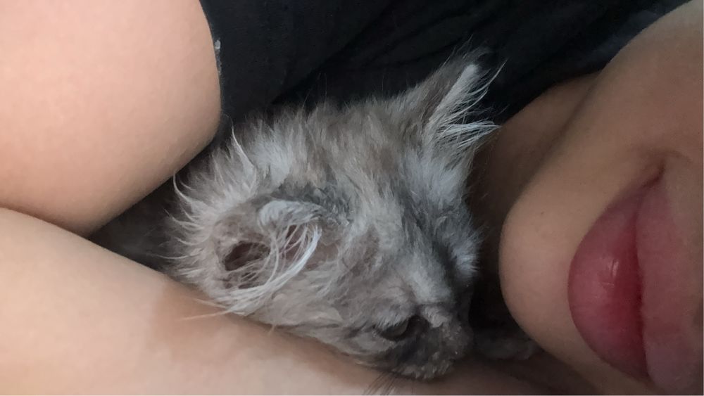 Котенок 2 месяца(девочка)