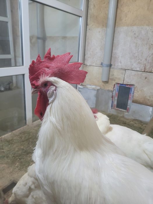 Инкубационное яйцо