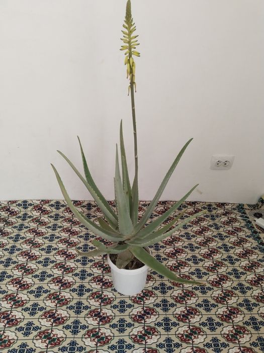 Aloy vera 2 marta gullagan