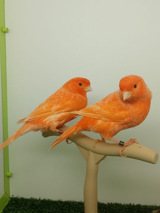 Canari și colivii