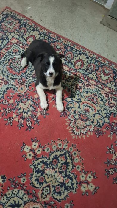 Собака щенок  бесплатно