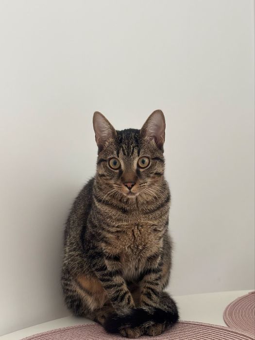 Pisica pentru adoptie