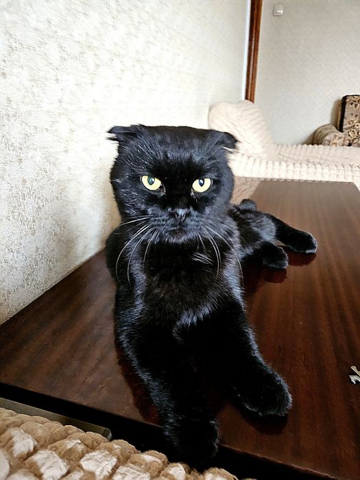 Срочно! Вислоухий британец потеряшка