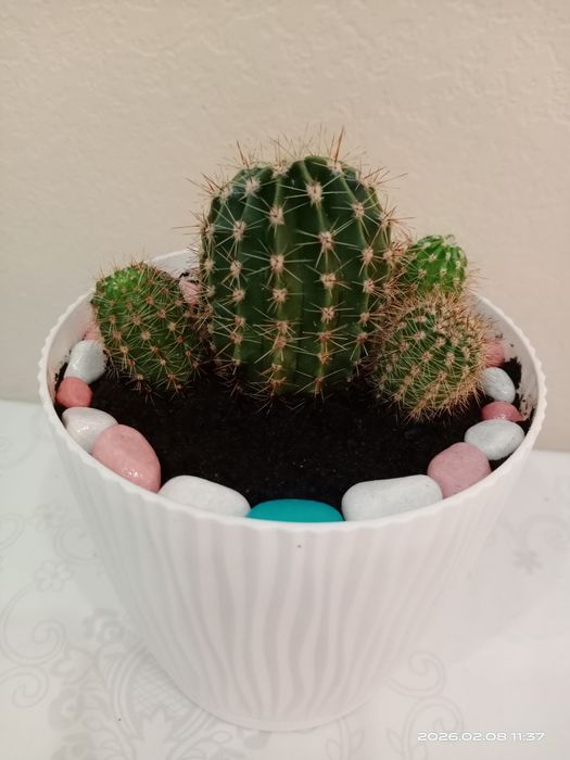 Комнатные цветы.Кактус.