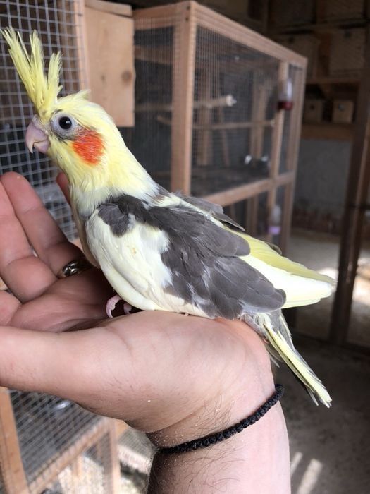 Papagali nimfa pui si adulti nimfe