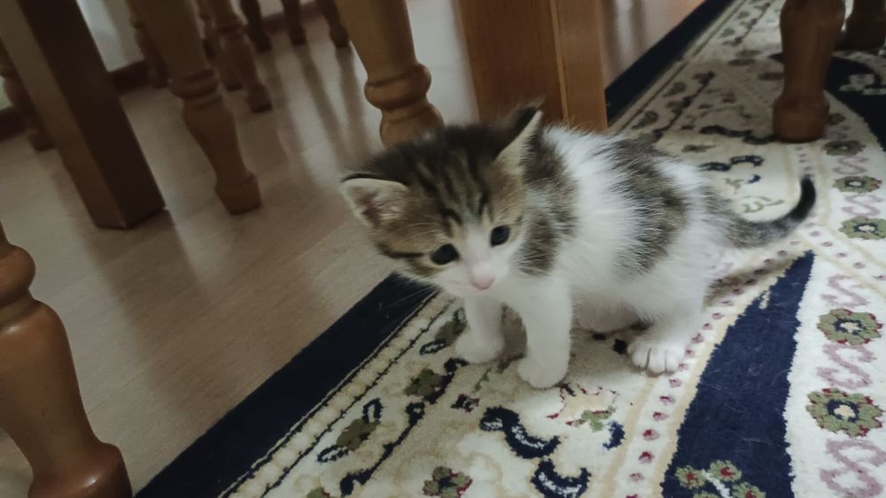 Милые, красивые котёнки