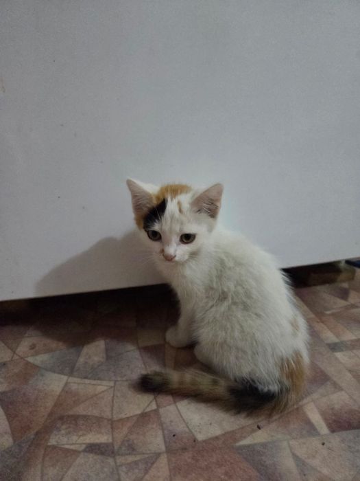 Котята 1 мальчик и 2 девочки, возраст 2 месяца.
