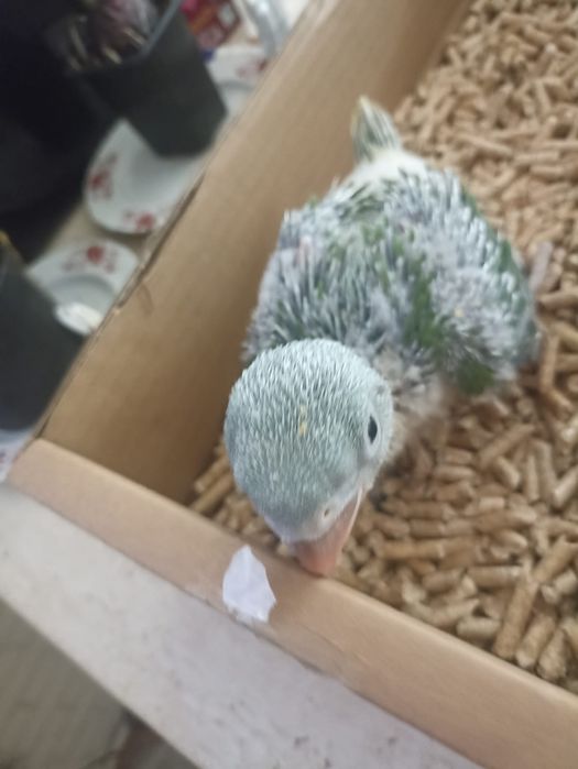 Pui blânzi de papagal marele alexandru