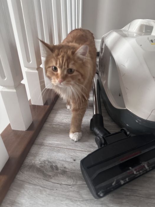 Мейнкун 5 месячный