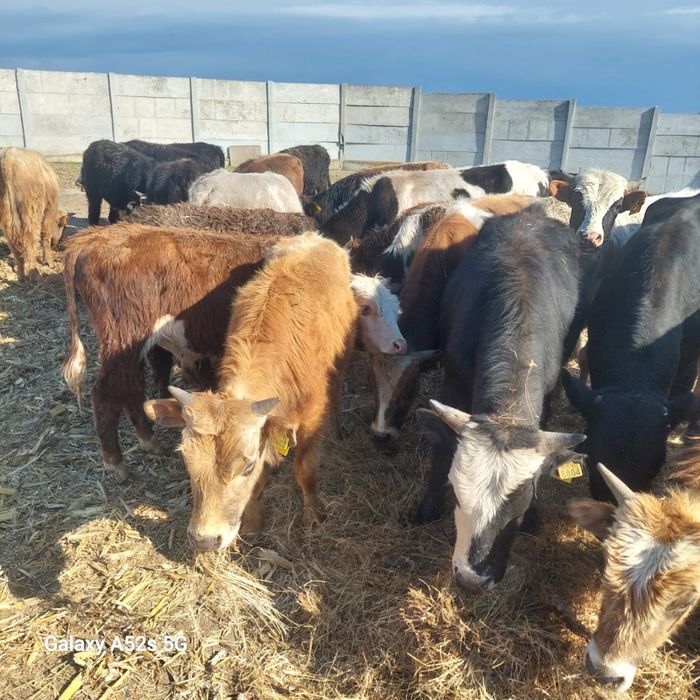Vand taurasi medie pana în 250 kg