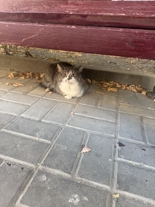 Норвежская лесная кошка