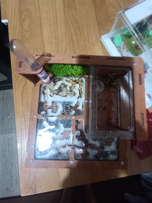 Продам формикарий