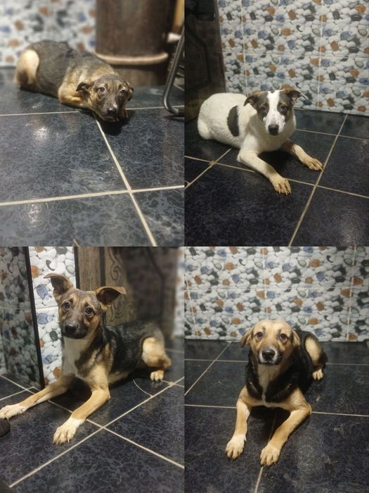 В добрые руки красивые подростки!