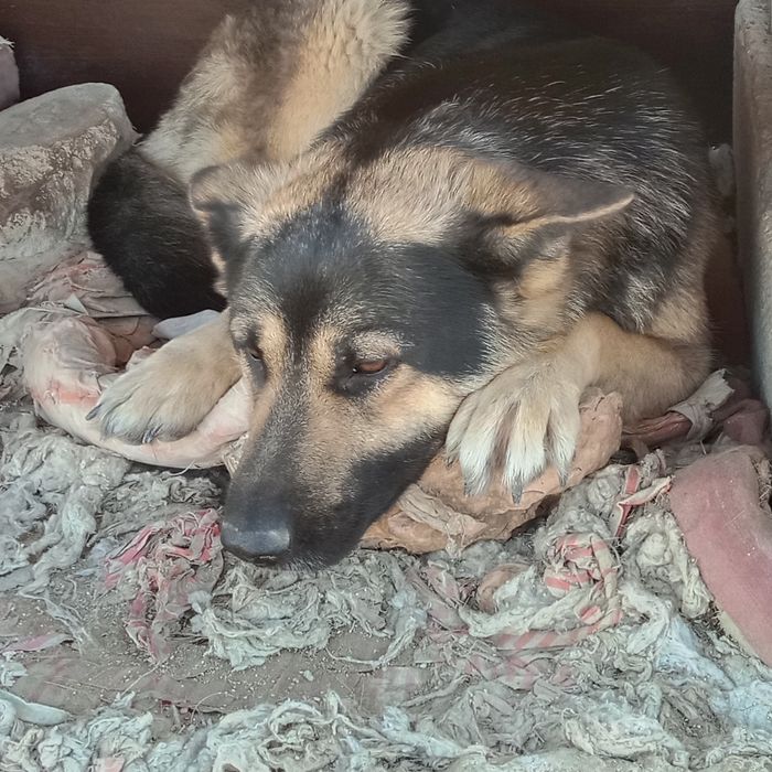 2-штук Ит бар Овчарка и Төбет.Кушіктер пока жоқ.