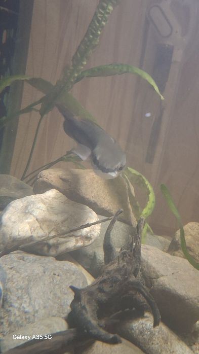 Красный змееголов