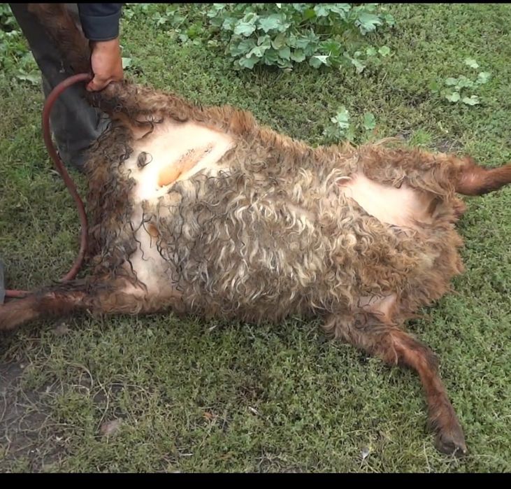 Miei ,iezi si oi de paste