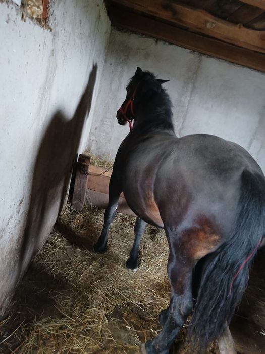 Vând manza de 2 /3 ani