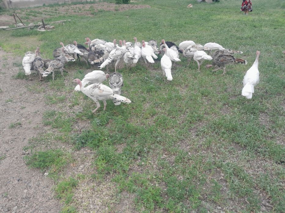 Продам индюков...