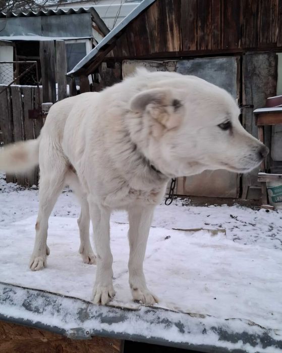 Donez catel rasa comuna