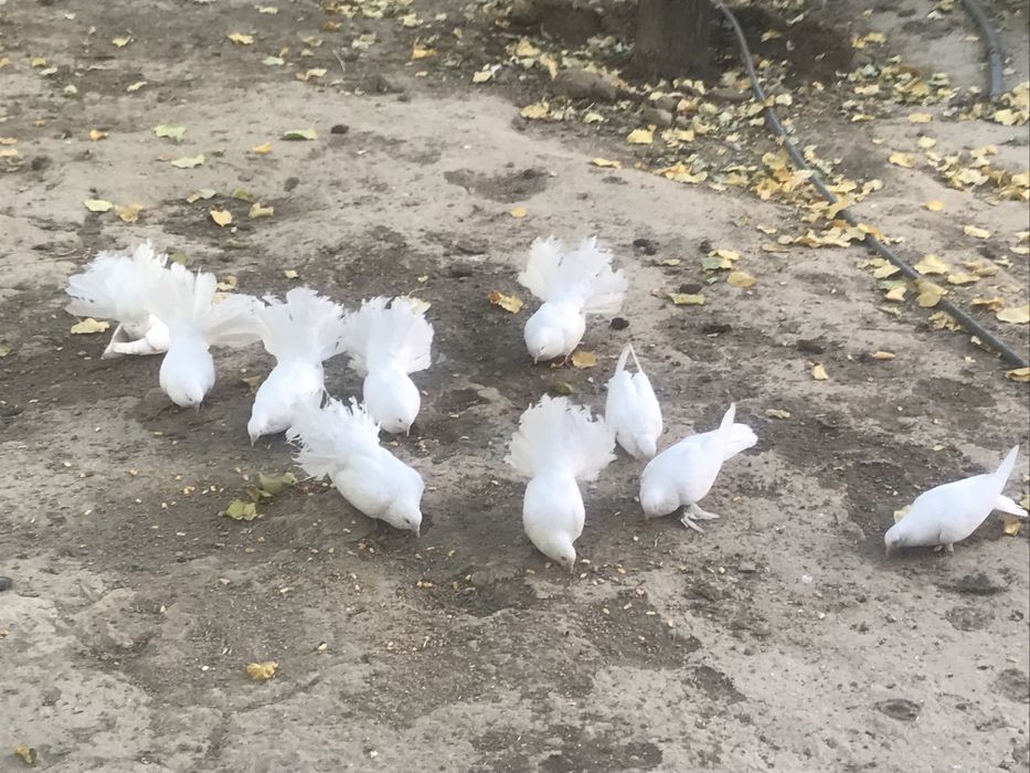 Голуби павлины и белые голоножки.