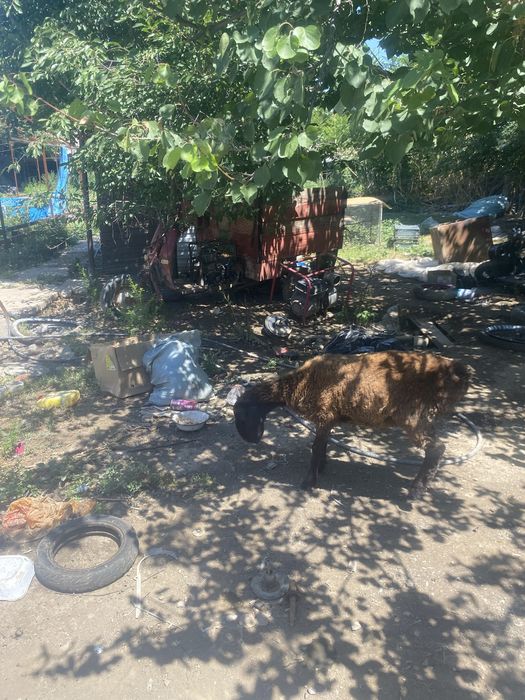 Продаю борона самец 5-6месецев