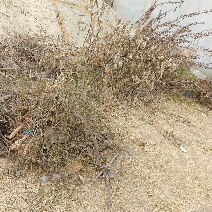 Драва утин хезум