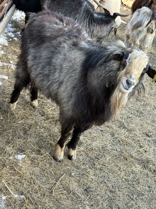 Теке ешкі тұқымға немесе етке семіз