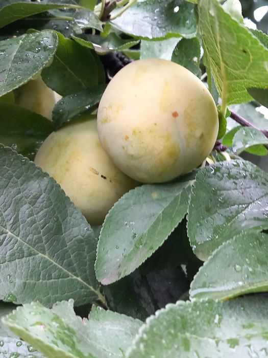 Vand prune galbene