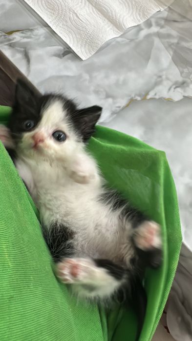 Отдам котенка в добрые руки
