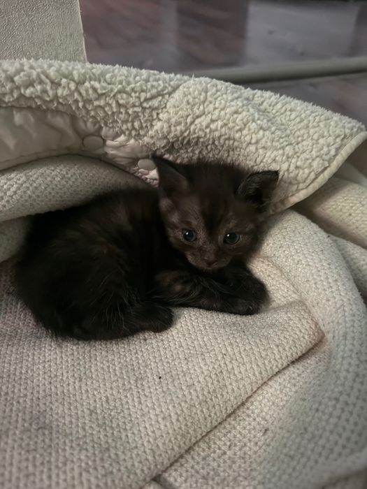 Пепельно дымчатый котенок спасен