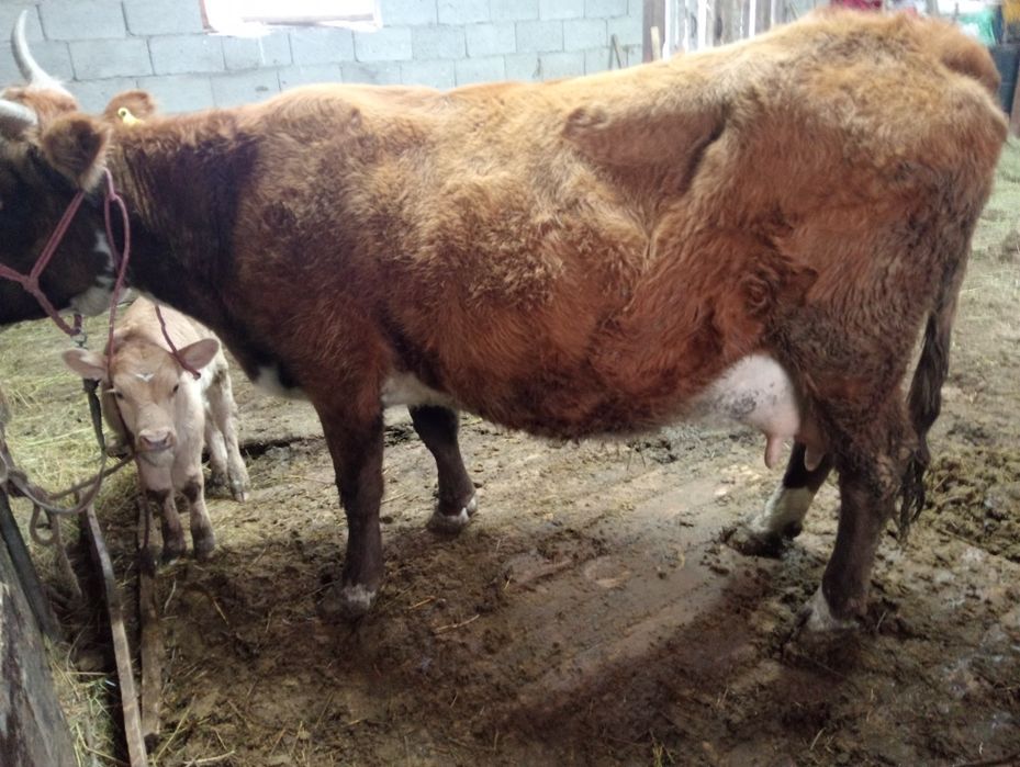 Бузаулы сиыр сутты