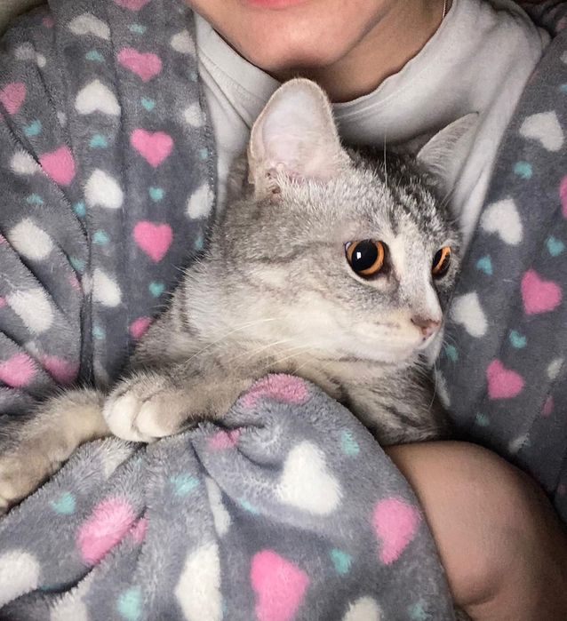 Отдам кошку в хорошие руки