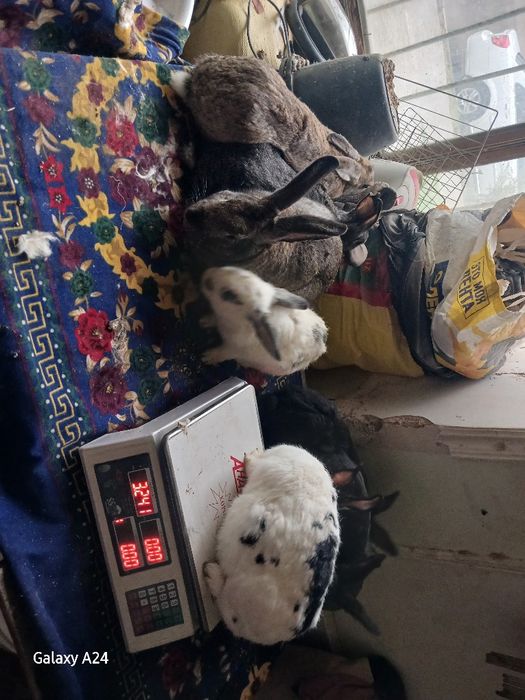 Куёнлар сотилади