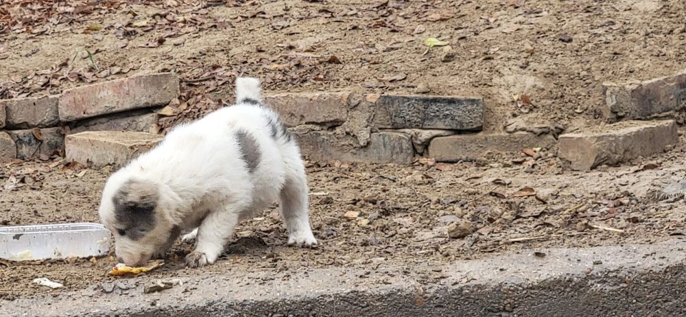 Кобель тобет  продам щенков