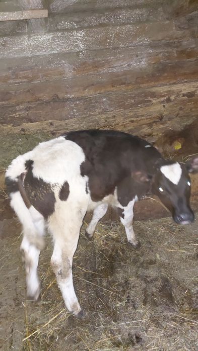 Vand vitel.        .