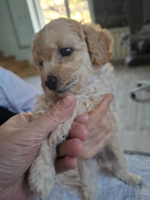 Продается той пудели