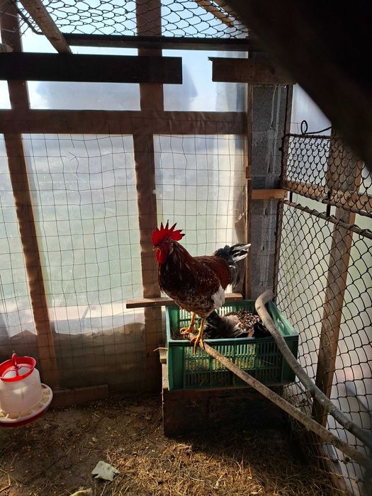 Găini italiană portelan. Ouă de incubat