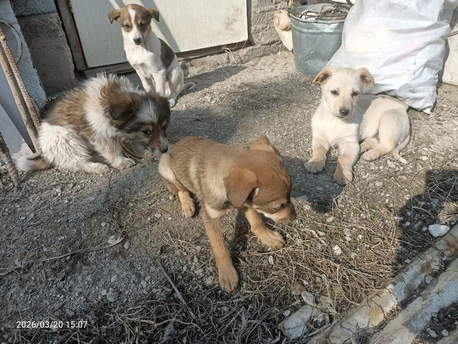 щенки күшіктер зор