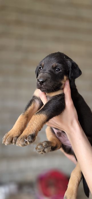Пристраиваются в добрые ручки. Пристройство по договору