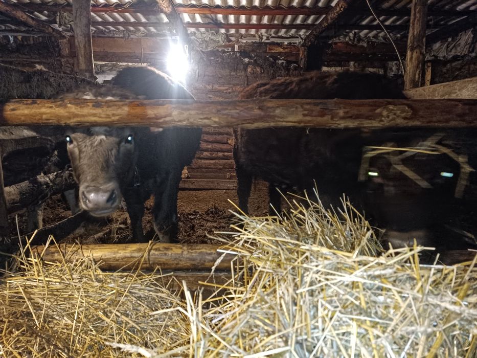 Продам 16 голов бычков