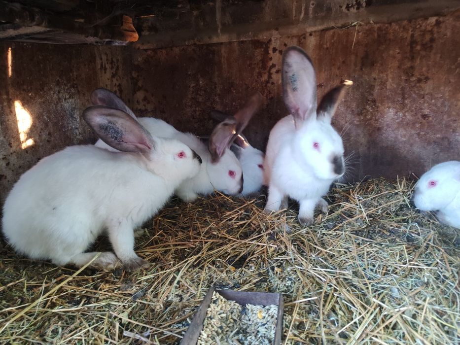 Uriaș de Transilvania