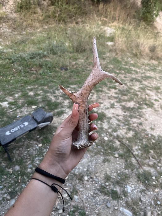 corn de caprioara