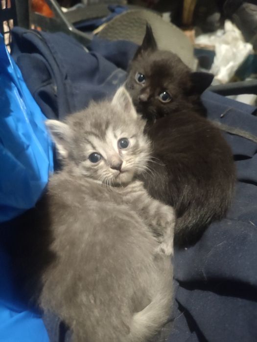 Отсюда кошка и котята