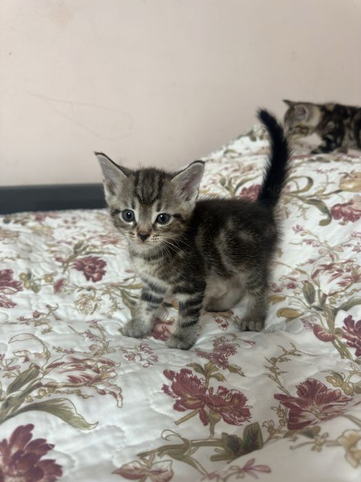 Котята британцы короткошерстные