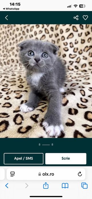 Pisicuta british shorthair!