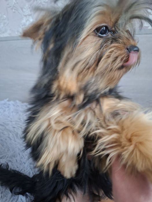 Продаю клубного щенка йорка